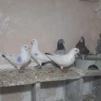 پرنده کبوتر