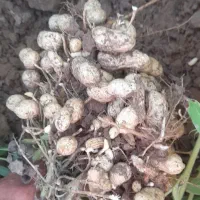 بادام زمینی متوسط