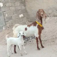 بز پاکستانی باکهرماده|حیوانات مزرعه|بندرعباس, |دیوار