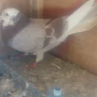 دوعدد کبوتر نر به فروش میرسد