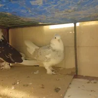 سرور هما و سرور|پرنده|سمنان, |دیوار