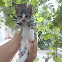 واگذاری تام|گربه|رشت, گلسار|دیوار