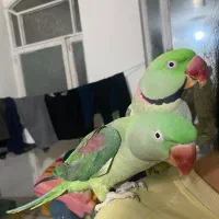 شاه طوطی دستی مولد