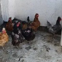 مرغ و خروس خانگی ماشینی