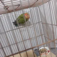 طوطی برزیلی کوتوله|پرنده|سنگدوین, |دیوار