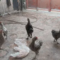 خروس