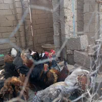 مرغ وخروس|حیوانات مزرعه|ریگ, |دیوار