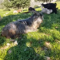 بعده تخمی دوبری