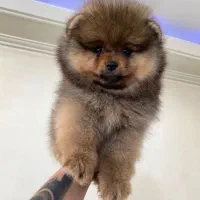 پامر خرسی عروسکی|سگ|رشت, دیانتی|دیوار