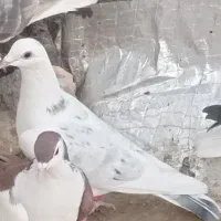 هفت تاکبوترپرشی جوان سالم وگرفتنی