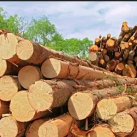 تعدادی چوب مرغوب وخشک