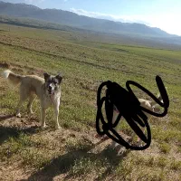 واگذاری سگ دورگ