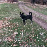 سگ گمشده|حیوانات|مریوان, |دیوار