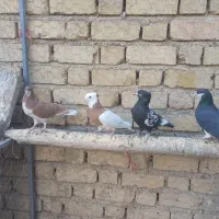 کبوتر|پرنده|شیراز, گویم|دیوار
