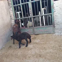 میش وبره|حیوانات مزرعه|بروجرد, |دیوار