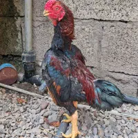 کوشامو لاری منیاتوری