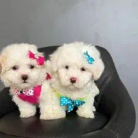 توله سگ های آپارتمانی