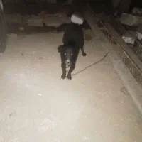 سگ پا کوتاه باهوش|سگ|گرگان, |دیوار