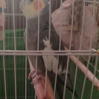 یک جفت طوطی عروس بالغ