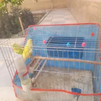 دوعدد مرغ عشق سرحال