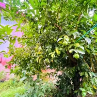 خانه ویلایی ۳۴۰ متر سر سبز زیبا مدارک کامل|فروش خانه و ویلا|فومن, |دیوار