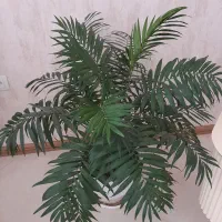 نخل شامادورا  بزرگ