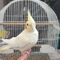 عروس هلندی|پرنده|نقده, |دیوار