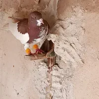 کبوتر|پرنده|شیراز, نیستان|دیوار