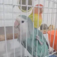 طوطی برزیلی نرو ماده|پرنده|نسیمشهر, |دیوار