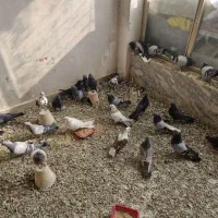 اصفهانی بازی کن