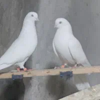 یک جفت کبوتر سفید