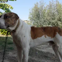 سگ افغان البای بسیار خوشگل|سگ|گنبد کاووس, |دیوار