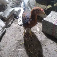 جوجه فریح|حیوانات مزرعه|مشگین شهر, |دیوار