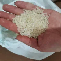 فروش 2 تن برنج کامفیروزی بکیان