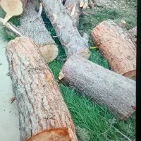 خریدجوب باغی بابالاترین قیمت ونقدی