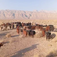 90راس راس بز ابستن|حیوانات مزرعه|یزد, |دیوار