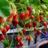 آموزش کشت گلخانه ( مدرک فنی وحرفه ای )|خدمات آموزشی|اصفهان, مولوی|دیوار