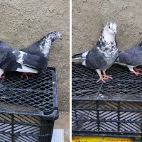 یک جفت قاره سبز با جوجشون