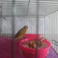 یک جفت قناری اصیل سوخته با هفت تا تخم|پرنده|مشگین شهر, |دیوار