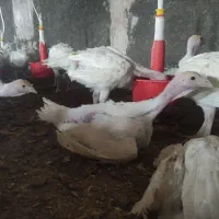 ۱۰۰۰ عدد جوجه بوقلمون بیوتی ۶ گوشتی سالم ۵۵ روزه|حیوانات مزرعه|مشهد, توس (بلوار توس)|دیوار