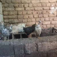 مرغ خروس گلین|حیوانات مزرعه|ابهر, |دیوار