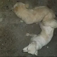 واگزاری پاکوتاه