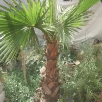 نخل پالم واشنگتن ۲ متری و ...
