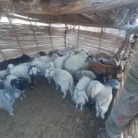 ۲۵راس کهره نر فروشی