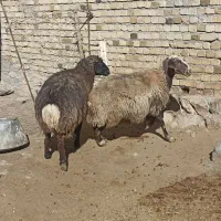 ۲ میش گوسفند بز بره|حیوانات مزرعه|بروجرد, |دیوار