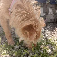 تربیت شده واگذاری سگ ماده