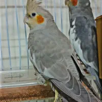 عروس هلندی. کفتر، مرغ، خروس، سگ|پرنده|بم, |دیوار