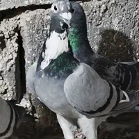 کبوتر پلاکی
