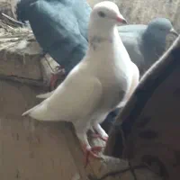 کفتر انواع رنگهاوخالهای کمیاب..معاوضه
