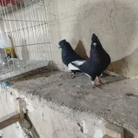 نروماده زاغ دم سفید الشتر|پرنده|خرم‌آباد, |دیوار